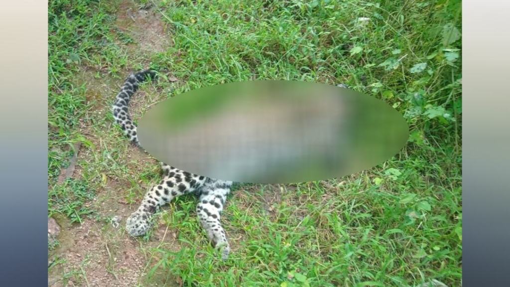 Bhandara, Waghbodi lake, Leopard killed in tiger, Bhandara, Waghbodi lake, Leopard killed in tiger,