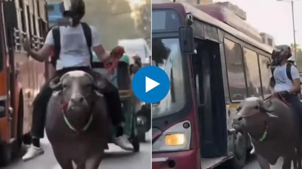 young man riding a buffalo on the streets young man riding a buffalo on the streets