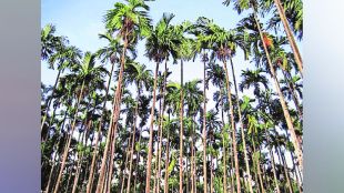 Betel nut garden lokshivar