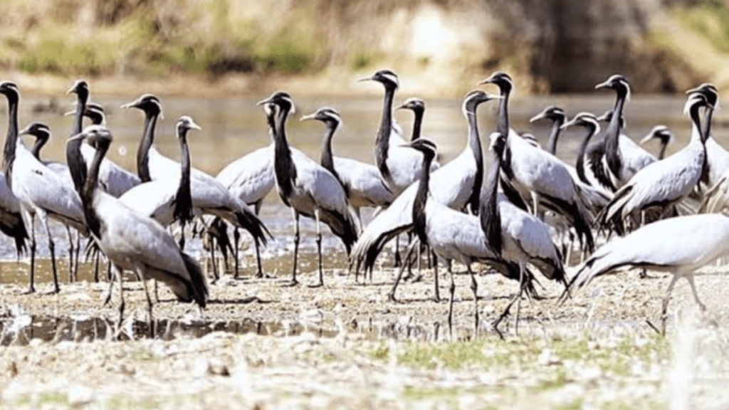 Four month stay more than 50 species migratory birds dams lakes Gondia