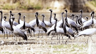 Four month stay more than 50 species migratory birds dams lakes Gondia