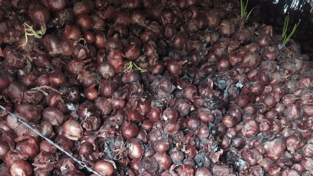 Wakhari nashik damaged onion stored in tank adding urea