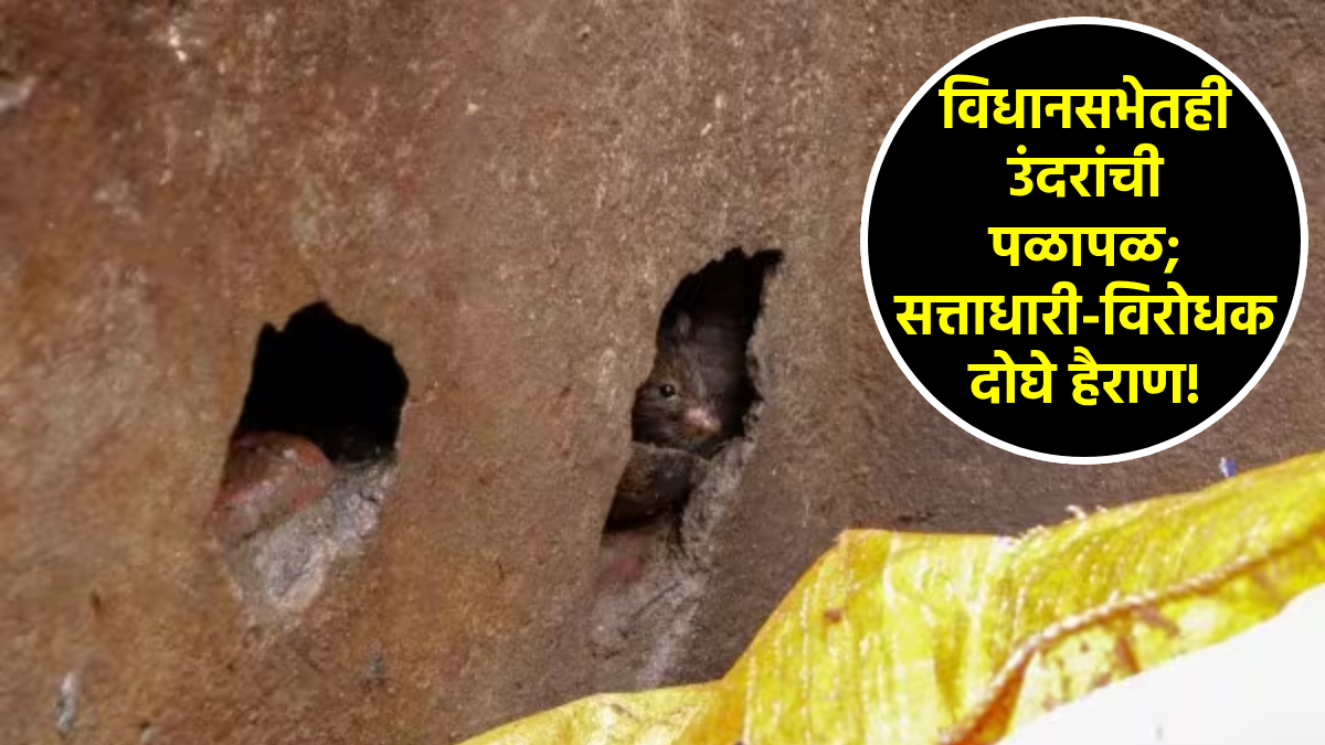 उंदीर ब्रिज संपवतायत! कोलकात्यात रहिवासीच नव्हे, प्रशासनही हैराण; म्हणे ...