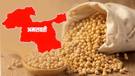 arrival soybeans West Vidarbha market increasing price less guaranteed price