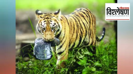tiger , How is plastic harmful to animals, plastic harmful to animals