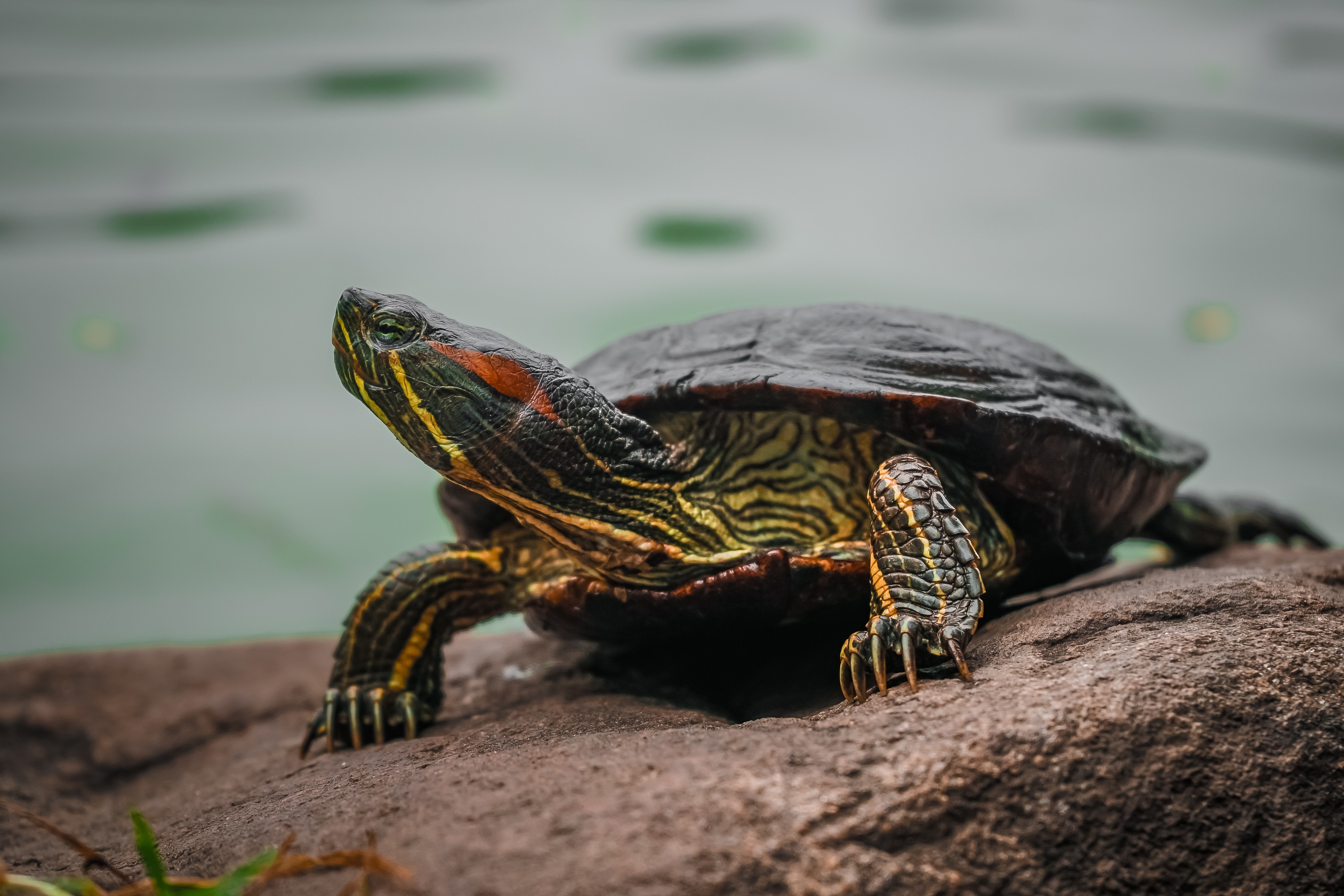 vastu-shastra-metal-turtle