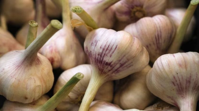 Garlic Farming