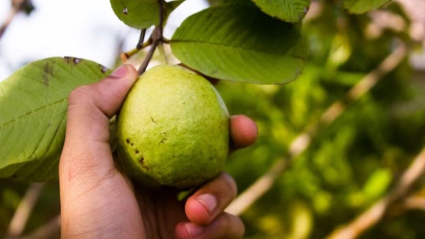Guava Benefits