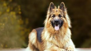 What should you do immediately after a dog bite