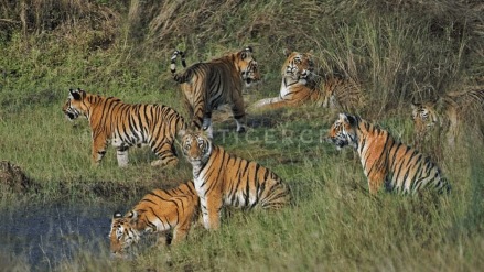 family of seven tigers spotted together Tadoba family of seven tigers spotted together Tadoba