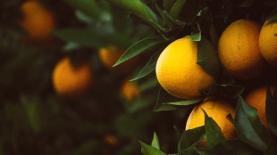 Lemon Leaves Health Benefits