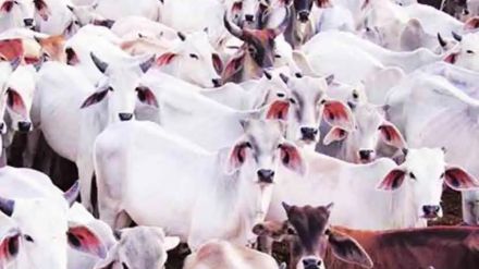 Artificial insemination rate among cows and buffaloes Artificial insemination rate among cows and buffaloes