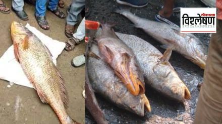 Ghol-Fish-Gujarat-State-Fish