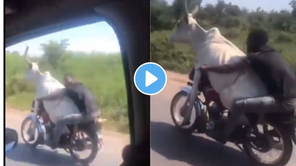 Bull Bike Video Viral Social Media
