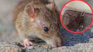 Rat arrested for destroying liquor