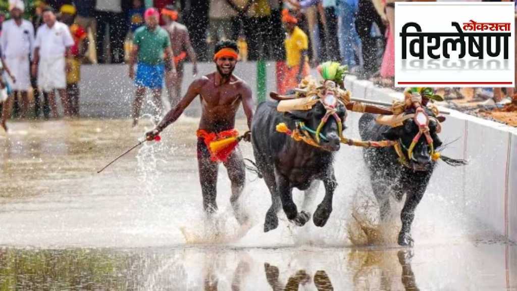 Karnataka Kambala