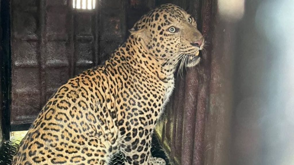 Leopard caught in Pathardi Shiwar area Leopard caught in Pathardi Shiwar area