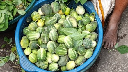 Musk Melon fruit is expensive in the market uran