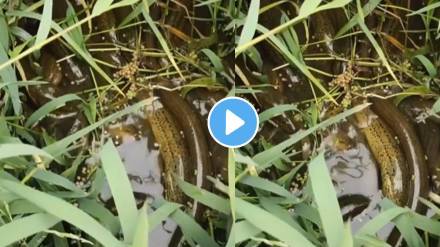 Many snakes found in farm shocking video viral on social media Many snakes found in farm shocking video viral on social media