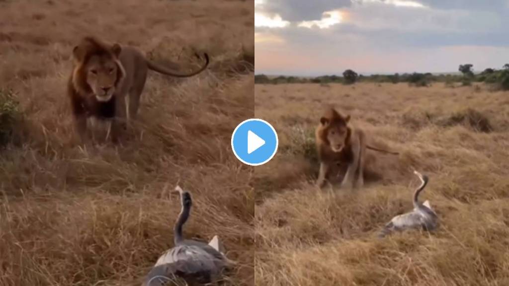 lion scared bird wildlife animal video viral on social media trending news lion scared bird wildlife animal video viral on social media trending news