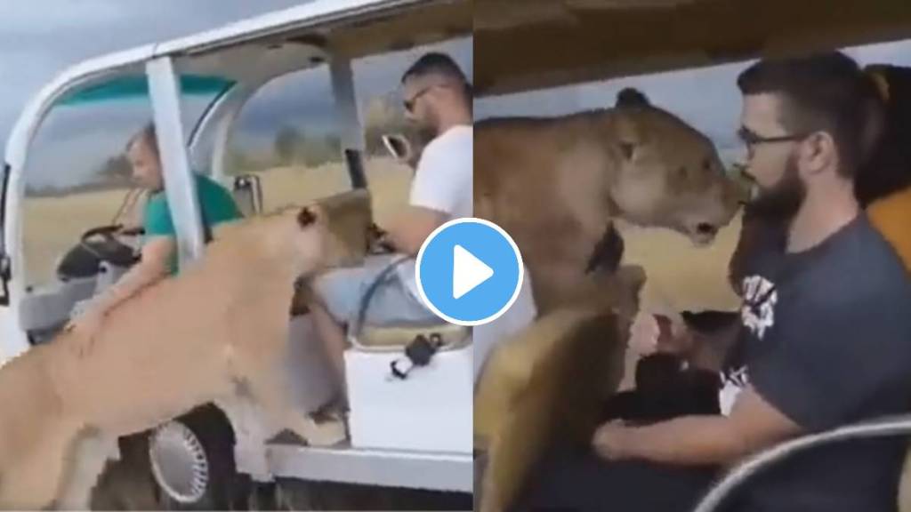 People encountered lioness during jungle safari watch viral video