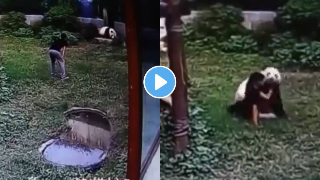 A young man jumps into a cage to see a panda animal up close You will be shocked to see the video