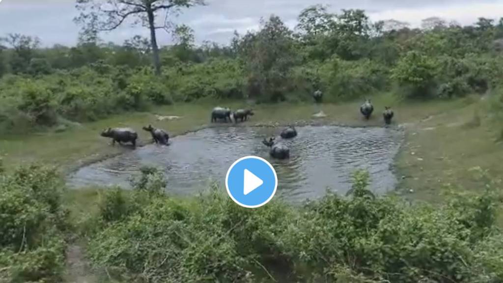 Do you know what a group of rhinoceros is called The Forest Officer shared the post and gave the information