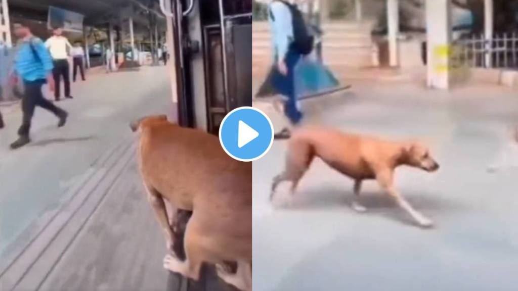 A dog jumps from a train running on railway station with perfect timing