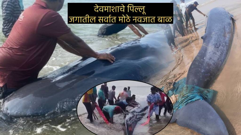 Blue Whale at Ganpatipule Goes Back In The Sea Watch Video Unknown Facts About Blue Whales Weight how long They Live On land