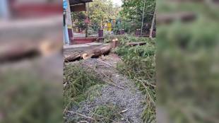 roadside tree Sunil nagar Dombivli