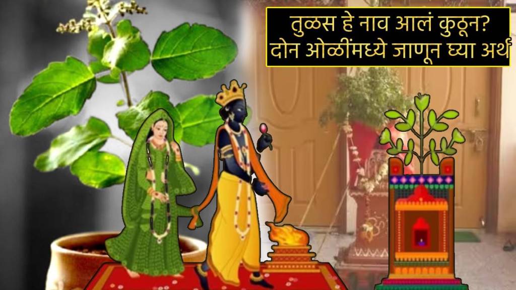 Tulsi Vivah Mantra Shubh Muhurta Unknown Facts How Tulsi name was Decided Tulshichya Lagnachi katha Why Tulsi Is Shubh Tulsi Vivah Mantra Shubh Muhurta Unknown Facts How Tulsi name was Decided Tulshichya Lagnachi katha Why Tulsi Is Shubh