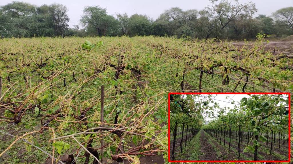 unseasonal rain Nashik district