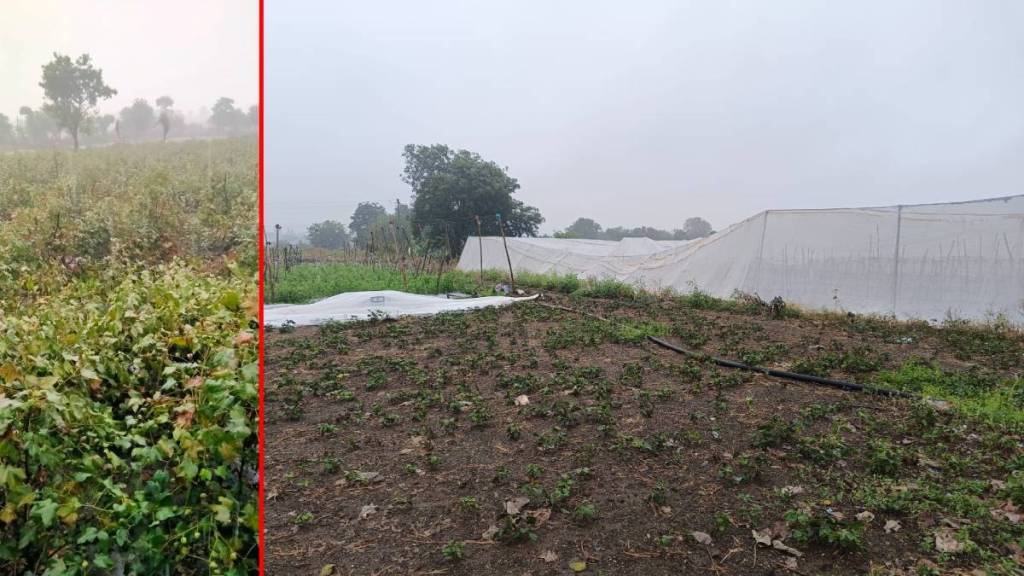 Buldhana district unseasonal rain