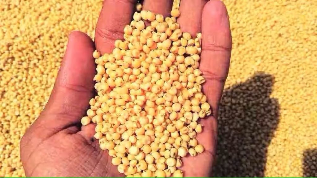 sorghum price increased due to fear of production shortage sorghum price increased due to fear of production shortage