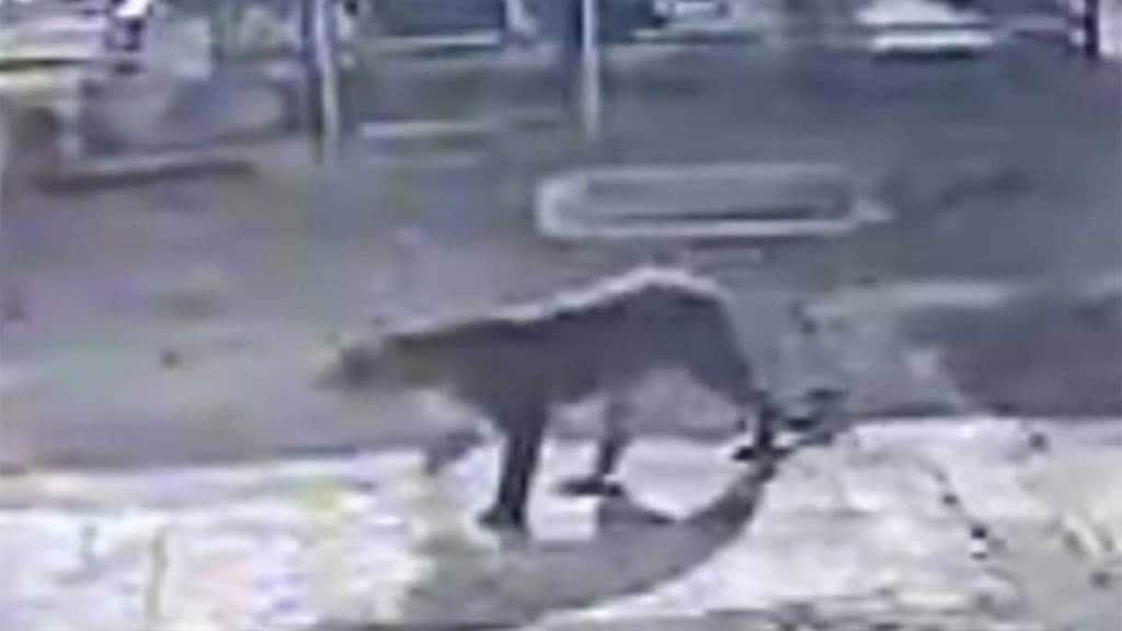 kalyan leopard news leopards roam in varap village on kalyan murbad road kalyan leopard news leopards roam in varap village on kalyan murbad road
