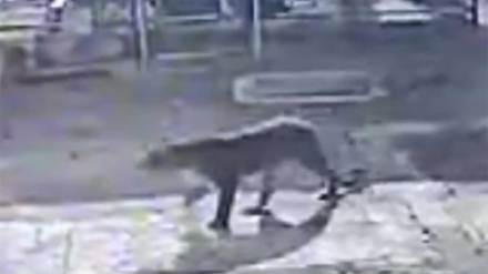 kalyan leopard news leopards roam in varap village on kalyan murbad road kalyan leopard news leopards roam in varap village on kalyan murbad road
