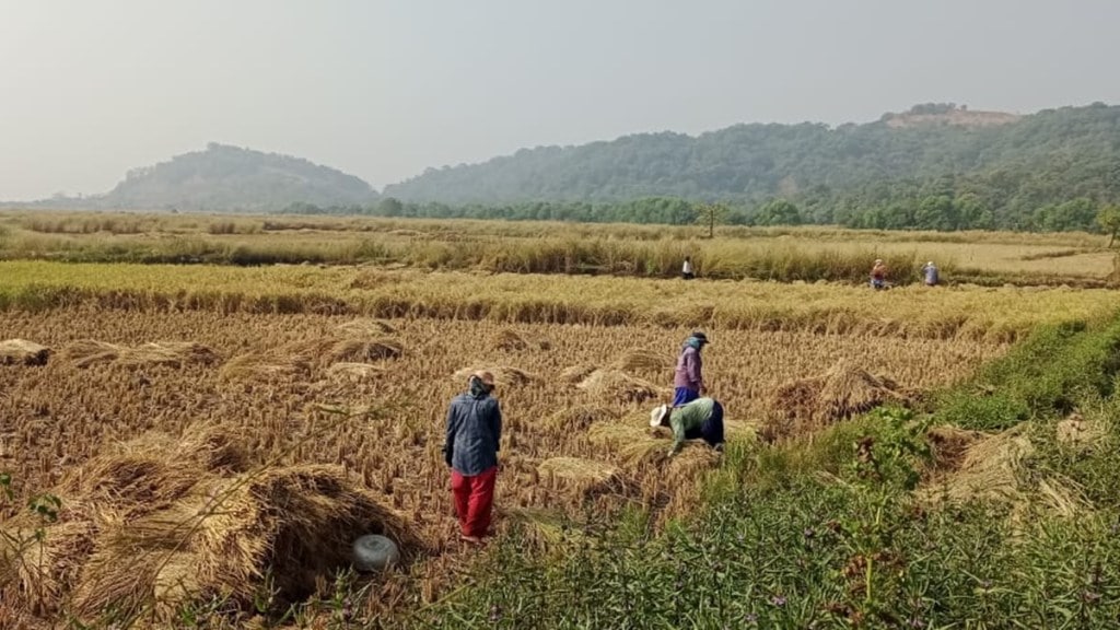 paddy farmers in uran, unseasonal rain hit paddy farmers paddy farmers in uran, unseasonal rain hit paddy farmers