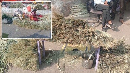 laxmi pujan, kersuni, why kersuni is worshiped on laxmi puja in marathi, kersuni importance in diwali in marathi laxmi pujan, kersuni, why kersuni is worshiped on laxmi puja in marathi, kersuni importance in diwali in marathi