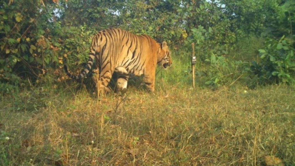 Chhota Matka in Tadoba is well now