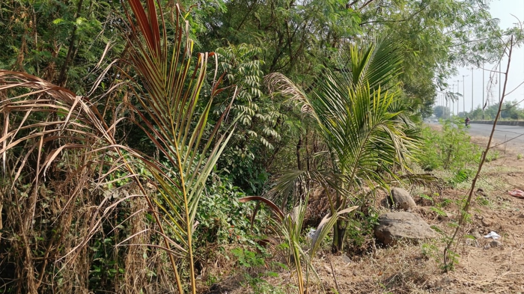 CIDCO's neglect, coconut trees sea route started dying without water uran