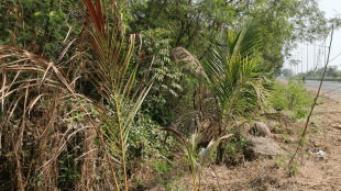 CIDCO's neglect, coconut trees sea route started dying without water uran