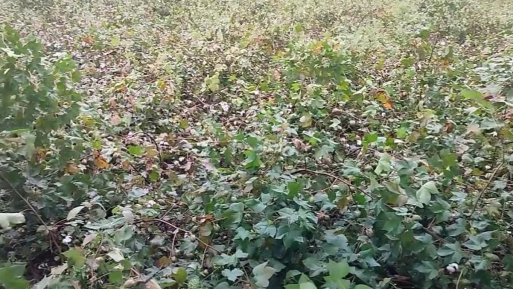 Unseasonal rains caused huge damage cotton fields wardha Unseasonal rains caused huge damage cotton fields wardha