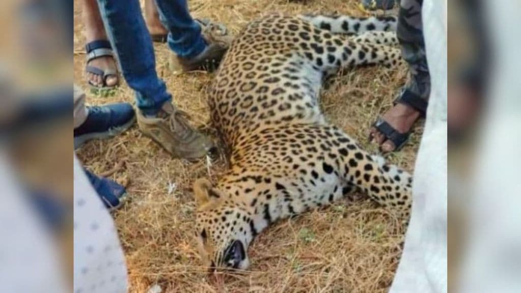 Leopard found dead in amravati hit by unknown vehicle Leopard found dead in amravati hit by unknown vehicle