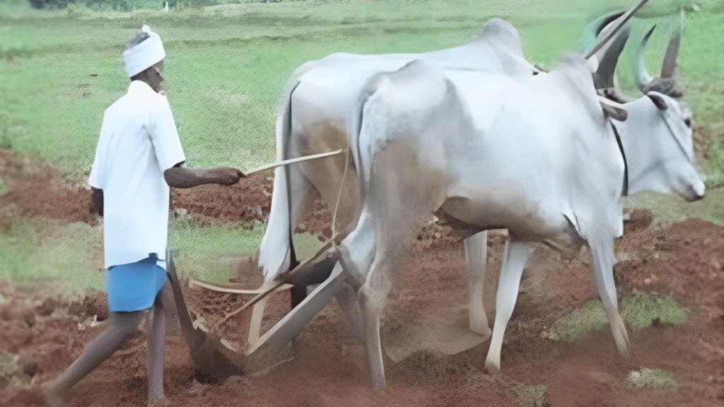 Rabi crop cultivated 1.26 lakh hectares this year farmers preferred gram crop