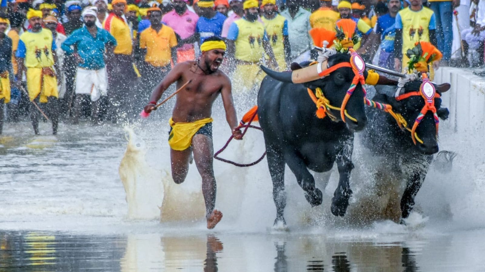 Kambala race Bengaluru