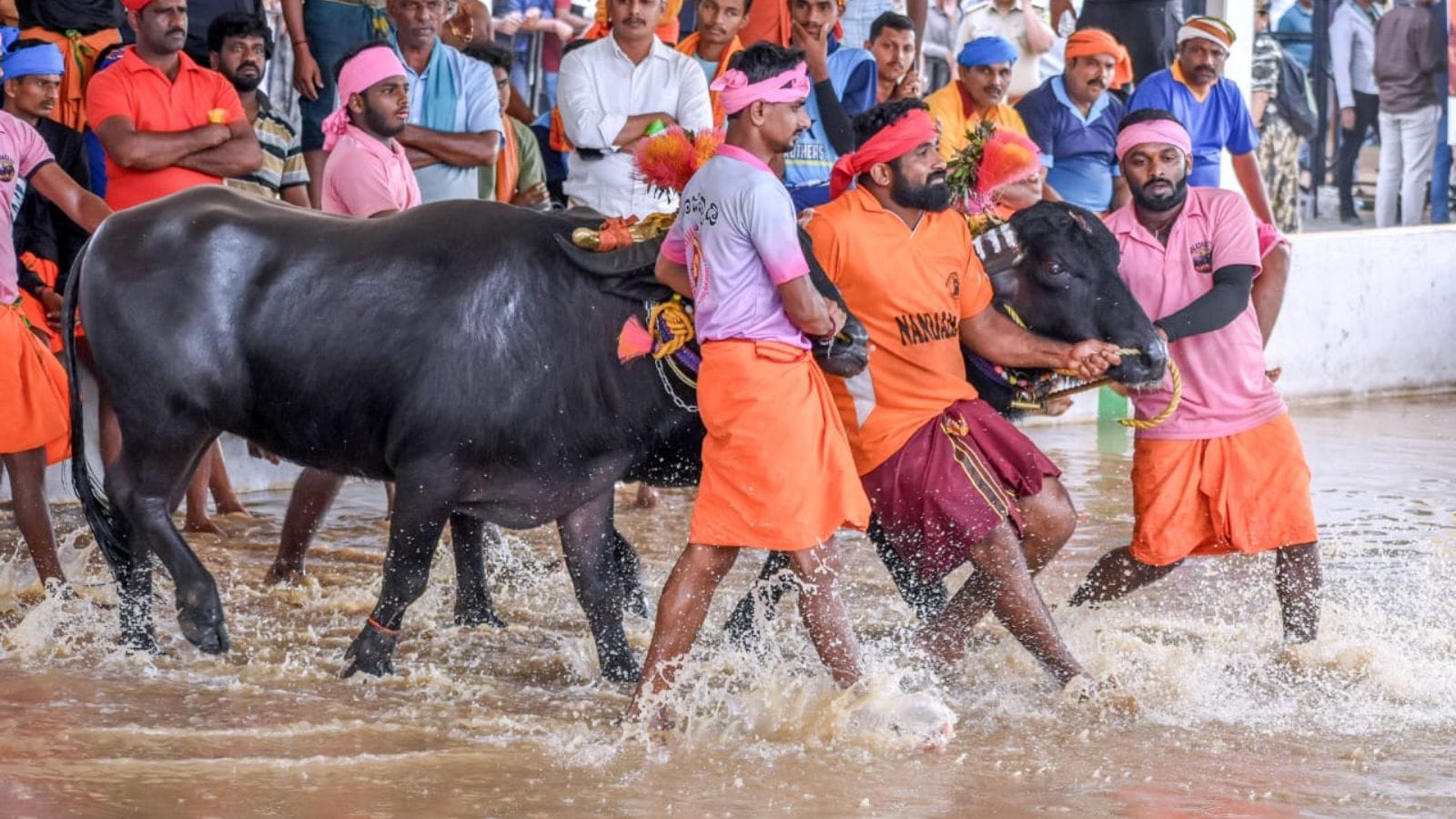 Kambala race Bengaluru