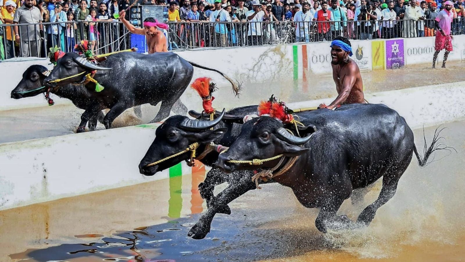 Kambala race Bengaluru