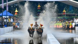 A participant with his buffalos during a trial run for the 'Bengaluru Kambala' (Buffalo race), at Palace Grounds in Bengaluru, Thursday, Nov. 23, 2023.