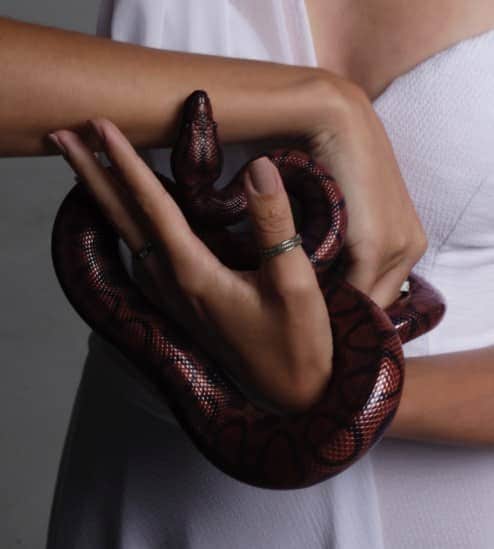 poisonous snakes