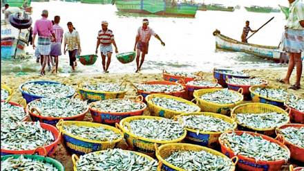 kutuhal maharashtra marine fishing